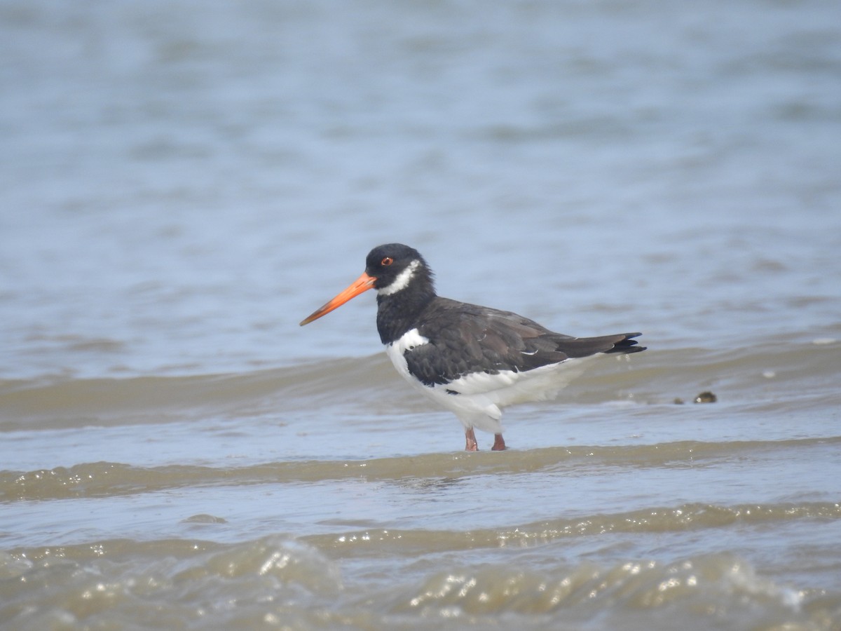 Eurasian Oystercatcher - Ashwin Viswanathan