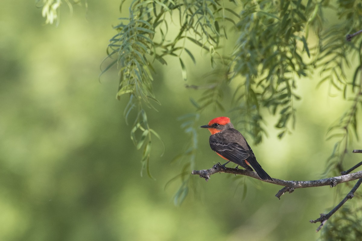 Vermilion Flycatcher - Bryan Calk