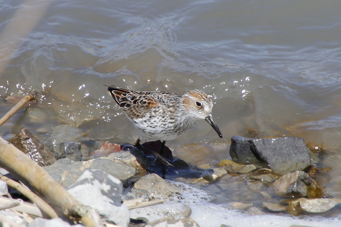 Western Sandpiper - Samantha Walker