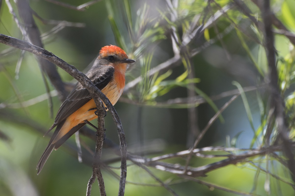 Vermilion Flycatcher - Bryan Calk