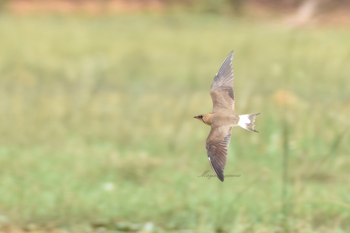 orientbrakksvale - ML96206891