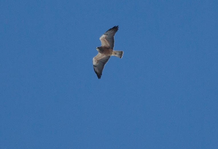 Swainson's Hawk - ML96207051