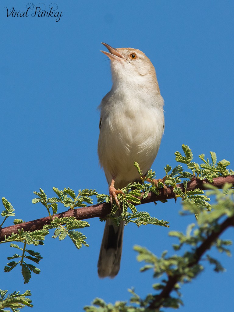 Rufous-fronted Prinia - ML96207261