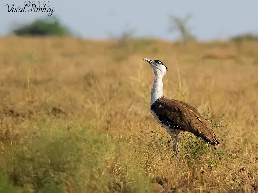 Great Indian Bustard - Pankaj Maheria
