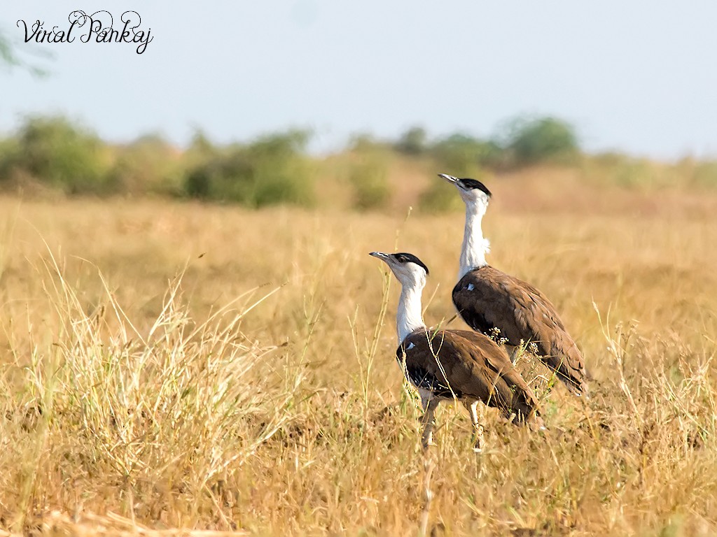 Great Indian Bustard - Pankaj Maheria