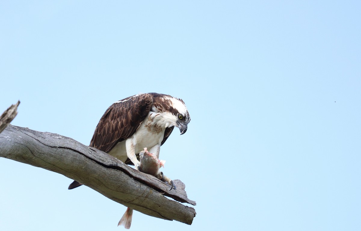 Balbuzard pêcheur - ML96208651