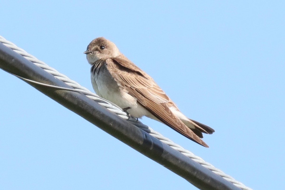 Northern Rough-winged Swallow - ML96209991