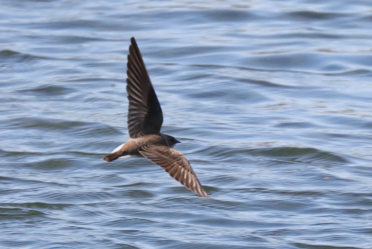 Northern Rough-winged Swallow - ML96210061