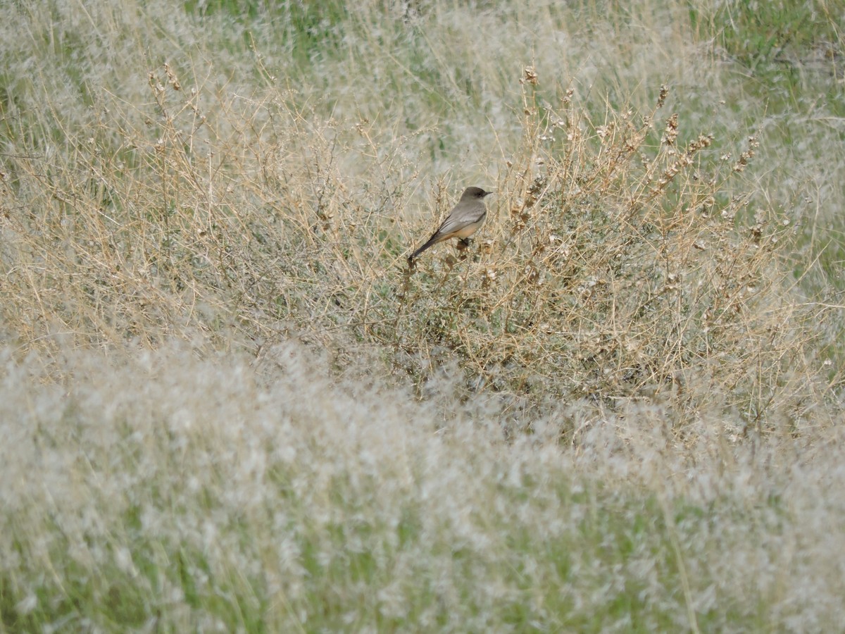Say's Phoebe - ML96210081