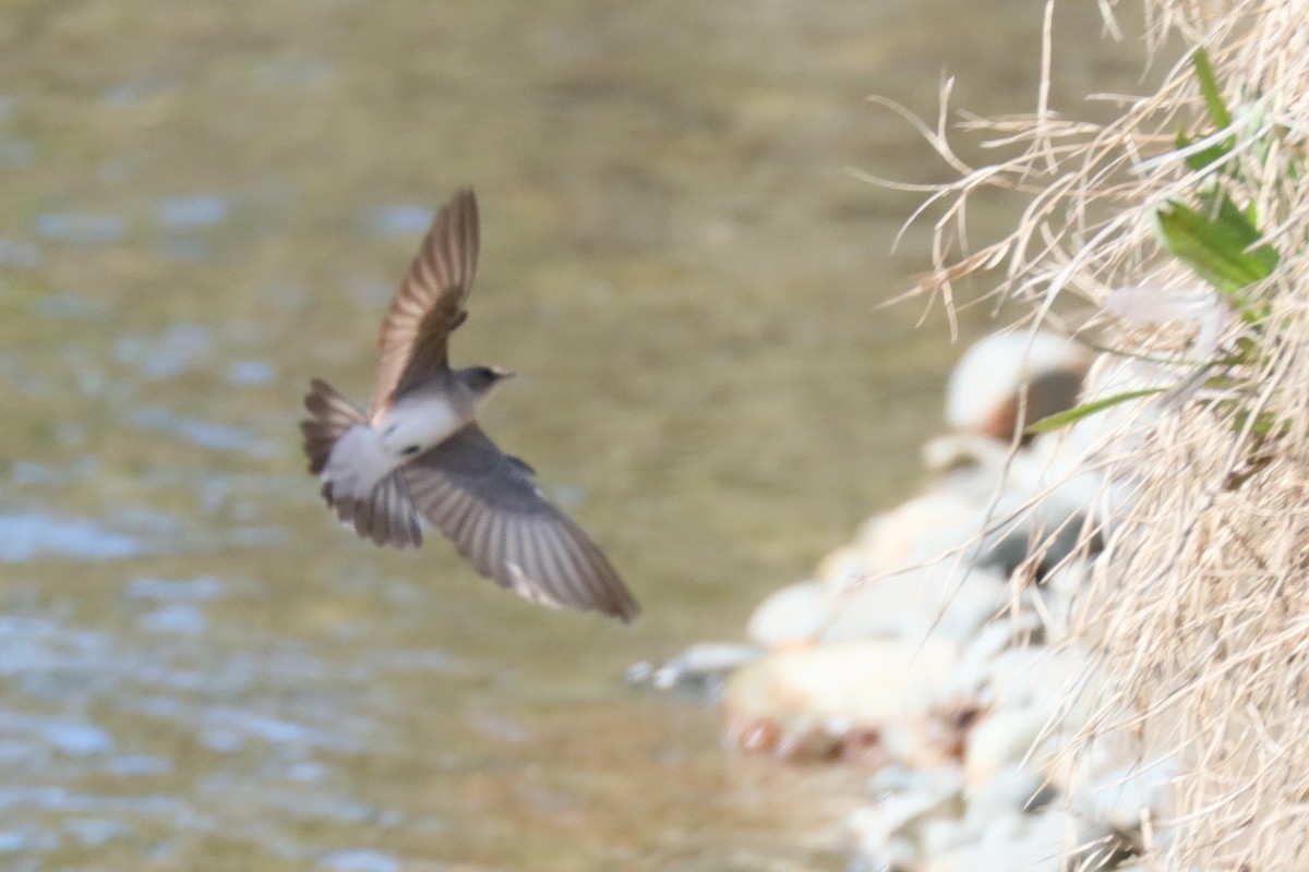 Golondrina Aserrada - ML96210121