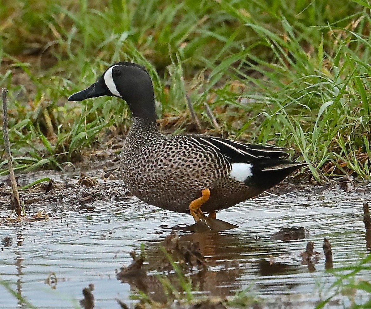 Blue-winged Teal - Charles Lyon