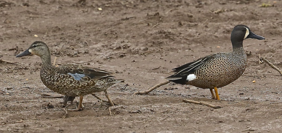 Blue-winged Teal - ML96210551