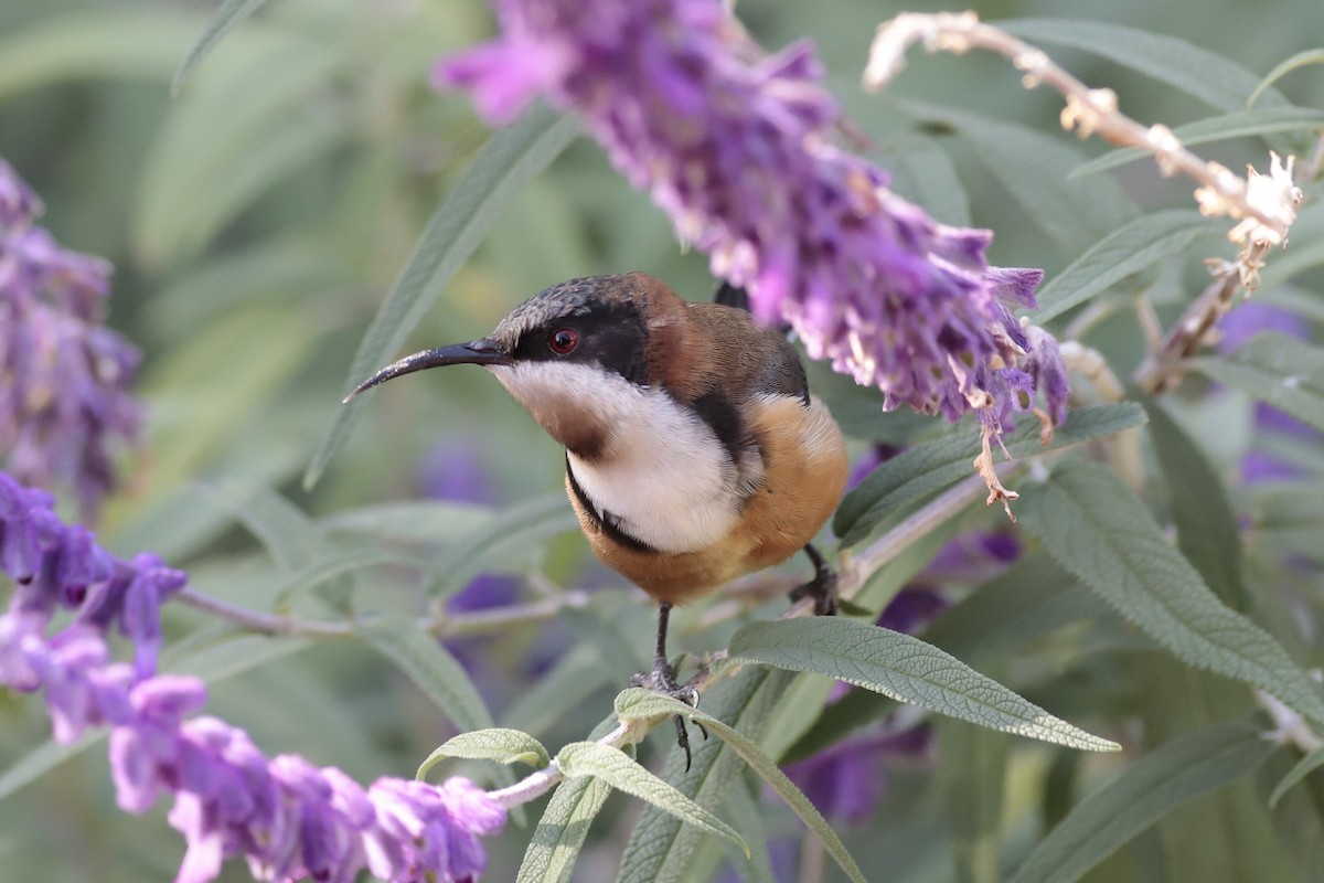 Eastern Spinebill - ML96212831