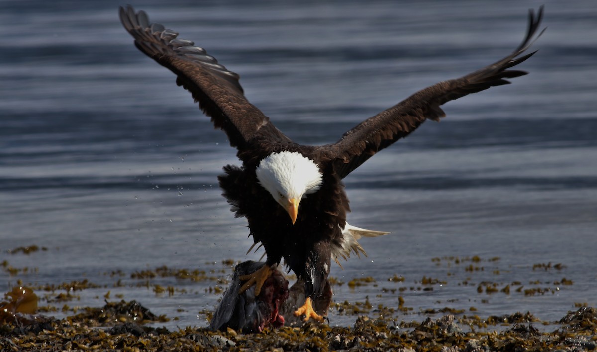 Bald Eagle - ML96212851