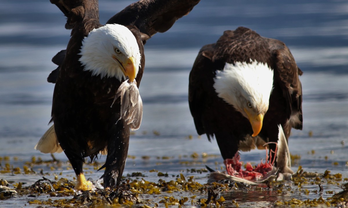 Bald Eagle - ML96212921