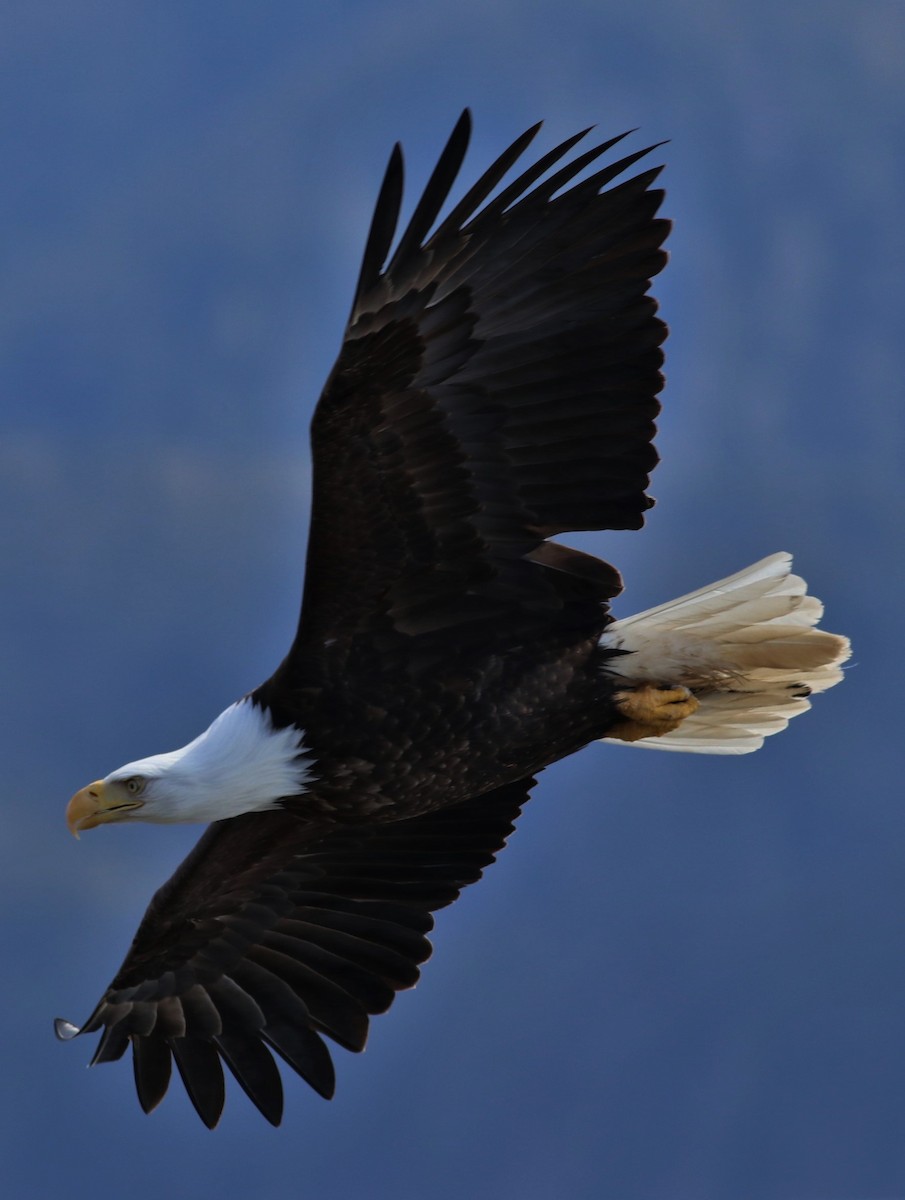 Bald Eagle - ML96212941