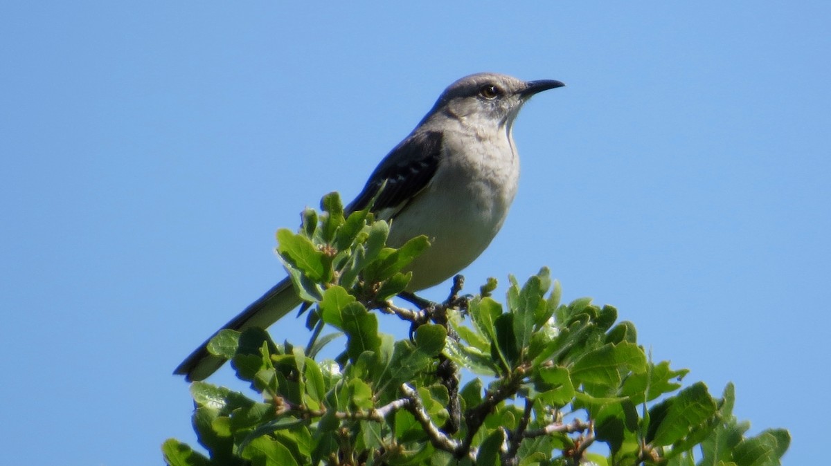 Northern Mockingbird - ML96213041