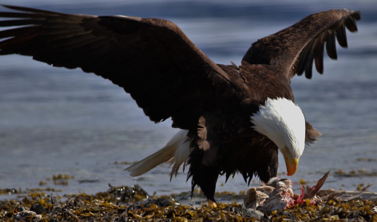 Bald Eagle - ML96213061