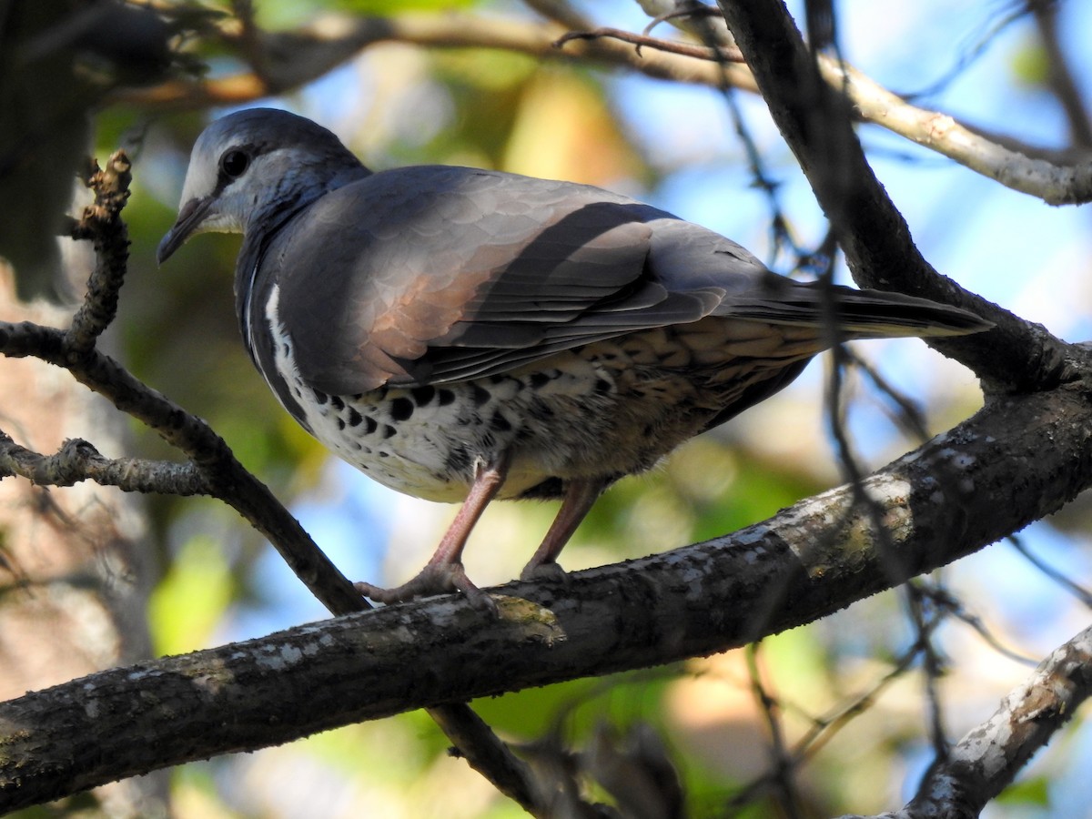 Wonga Pigeon - ML96213581