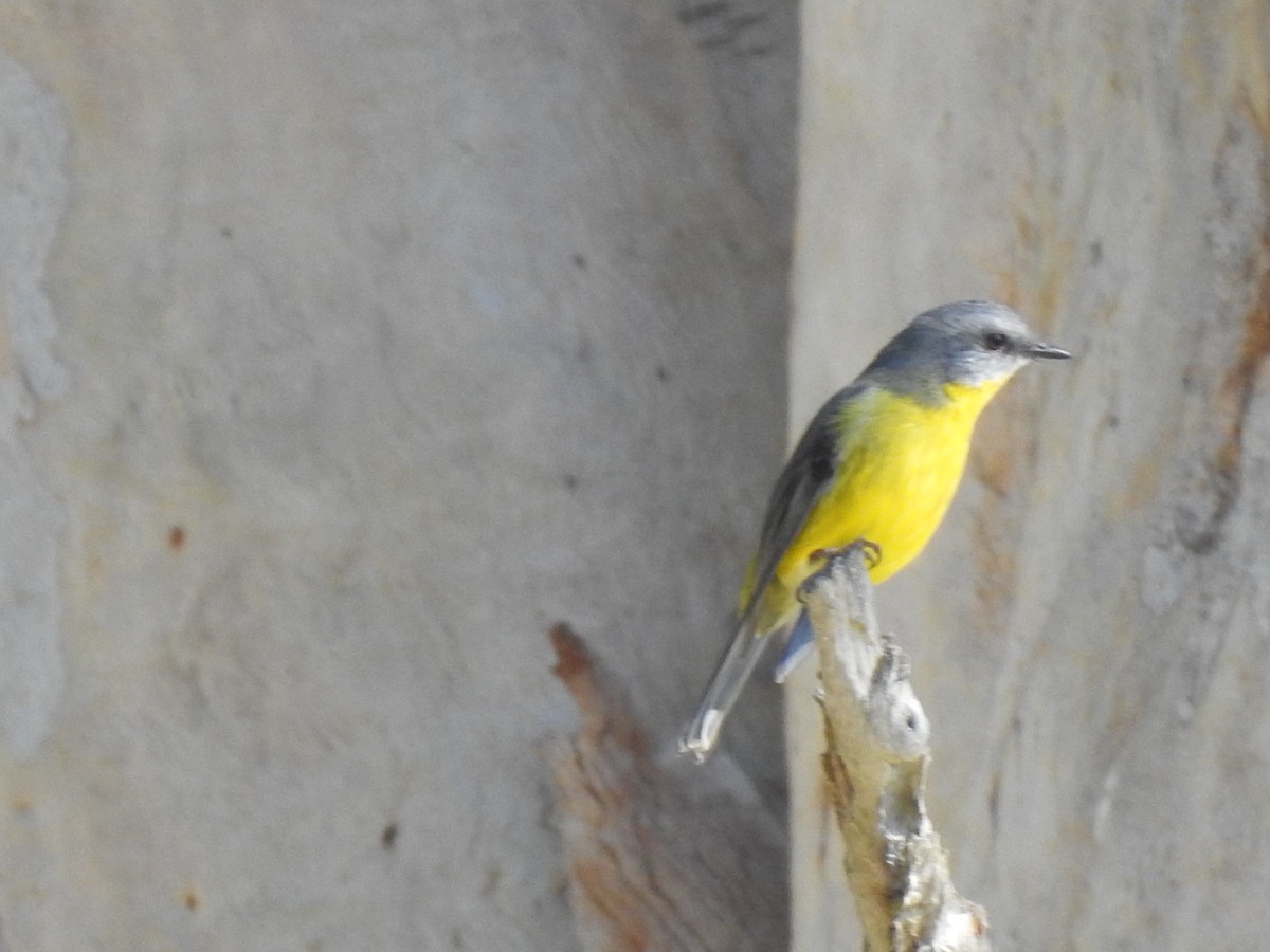 Eastern Yellow Robin - David Eddington