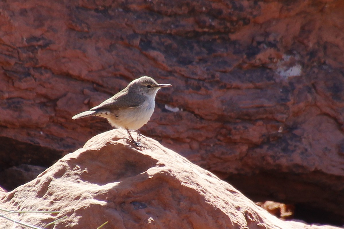 Rock Wren - ML96213991