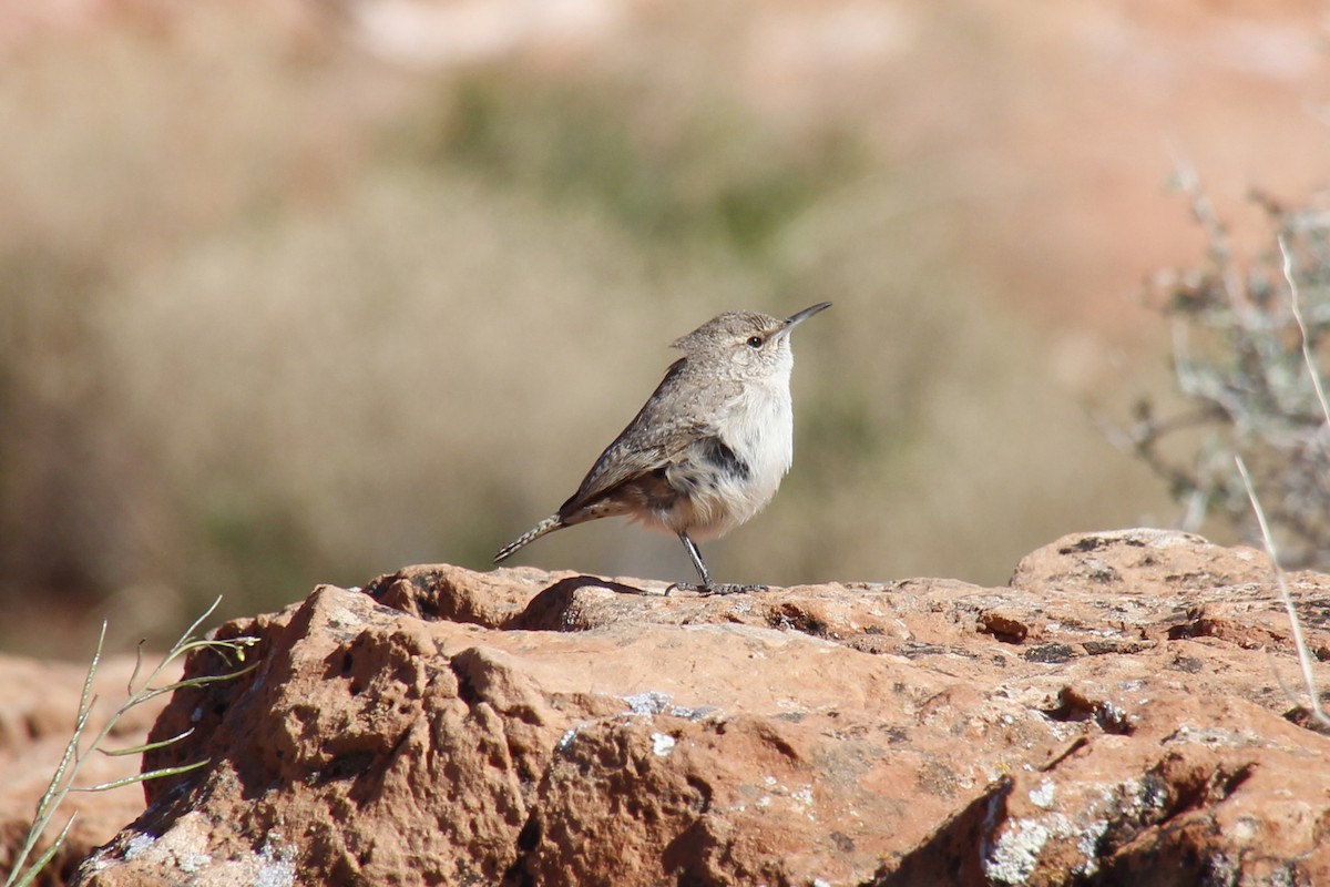 Rock Wren - ML96214001