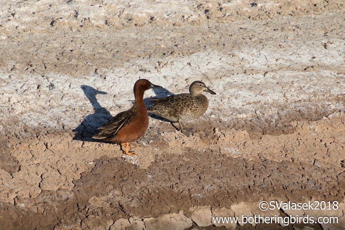 Cinnamon Teal - ML96216801