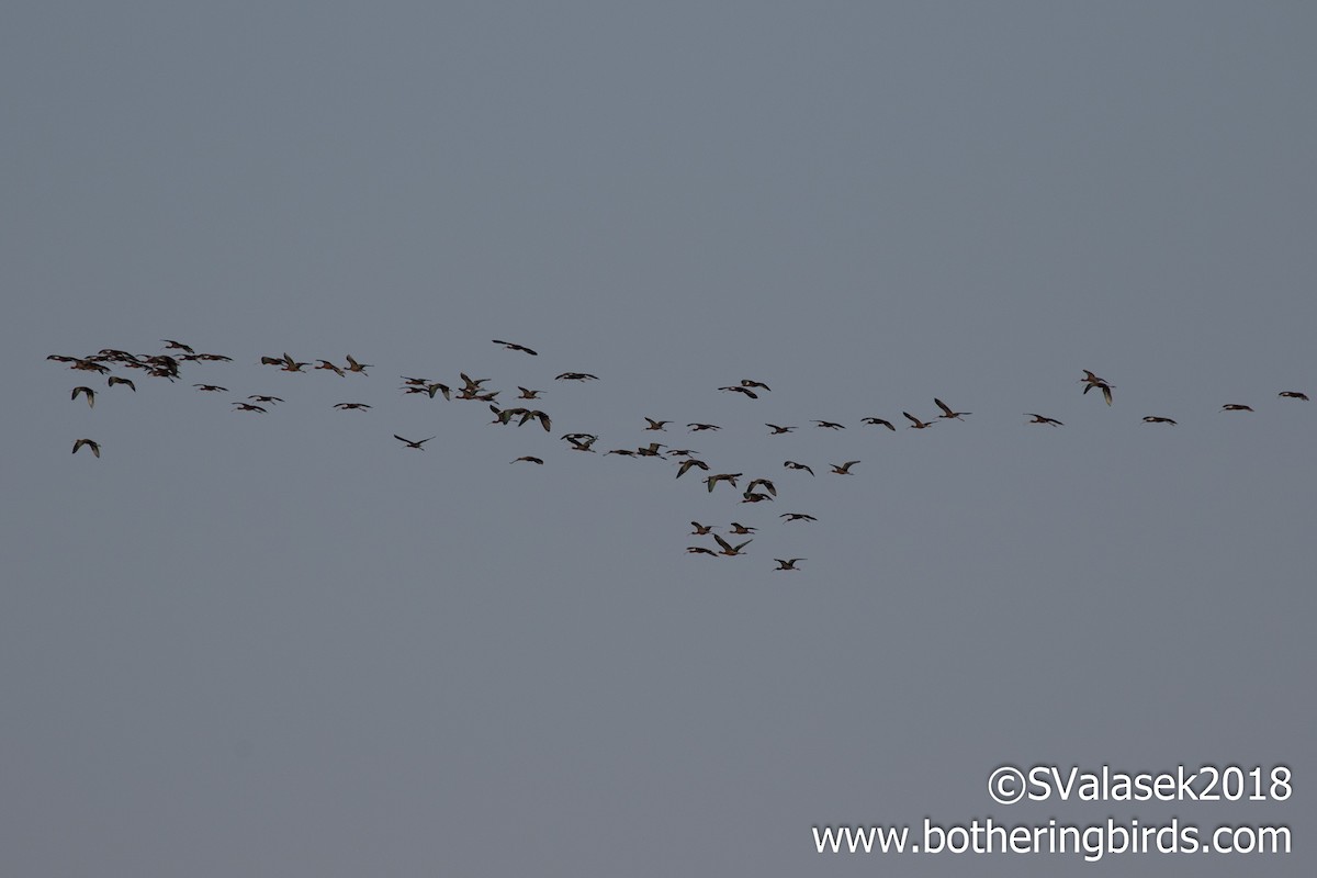 White-faced Ibis - ML96216851