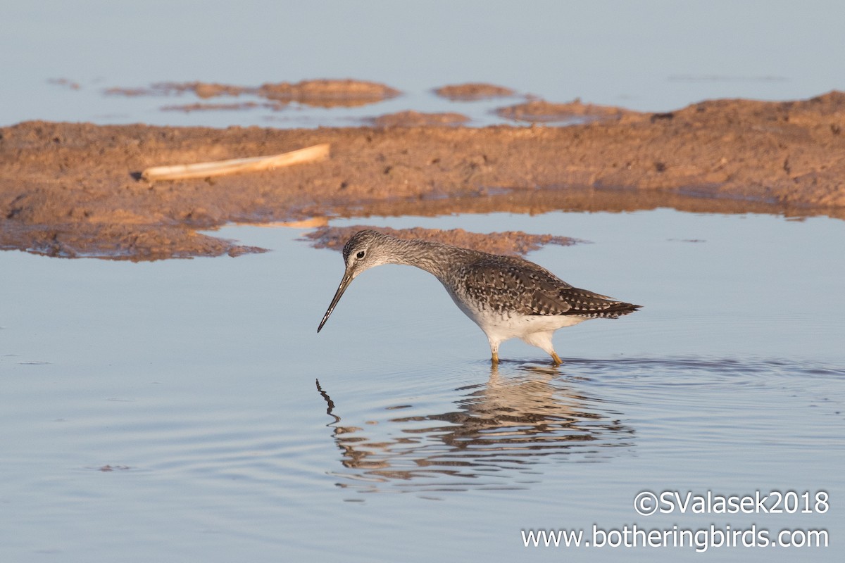 Greater Yellowlegs - ML96216981