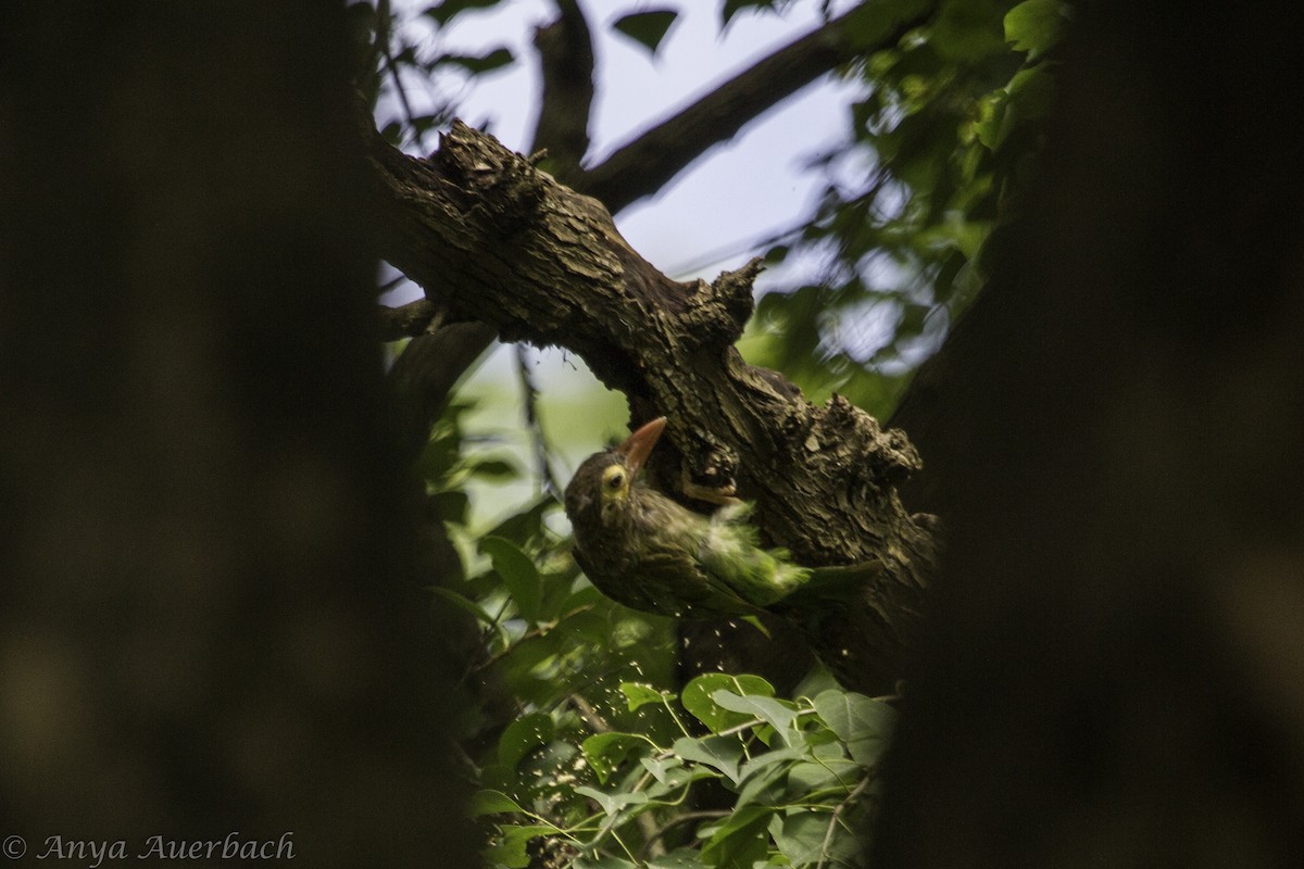 Brown-headed Barbet - ML96217621