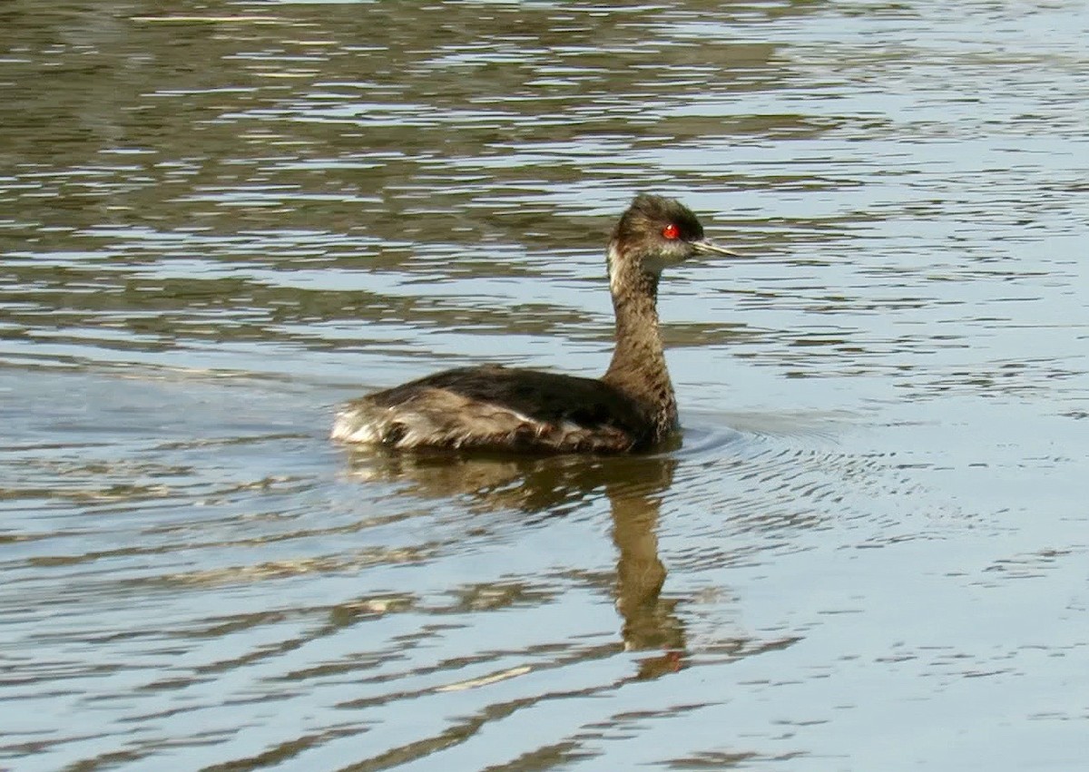 Eared Grebe - Petra Clayton