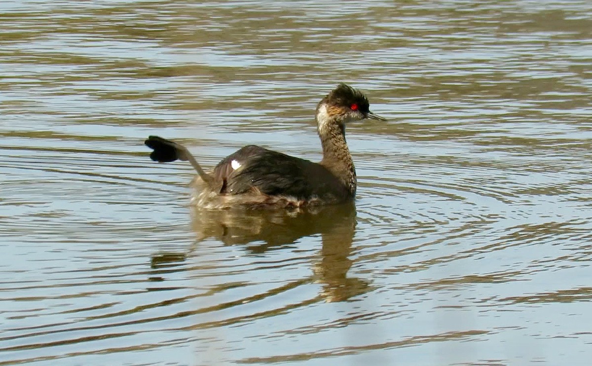 Eared Grebe - Petra Clayton