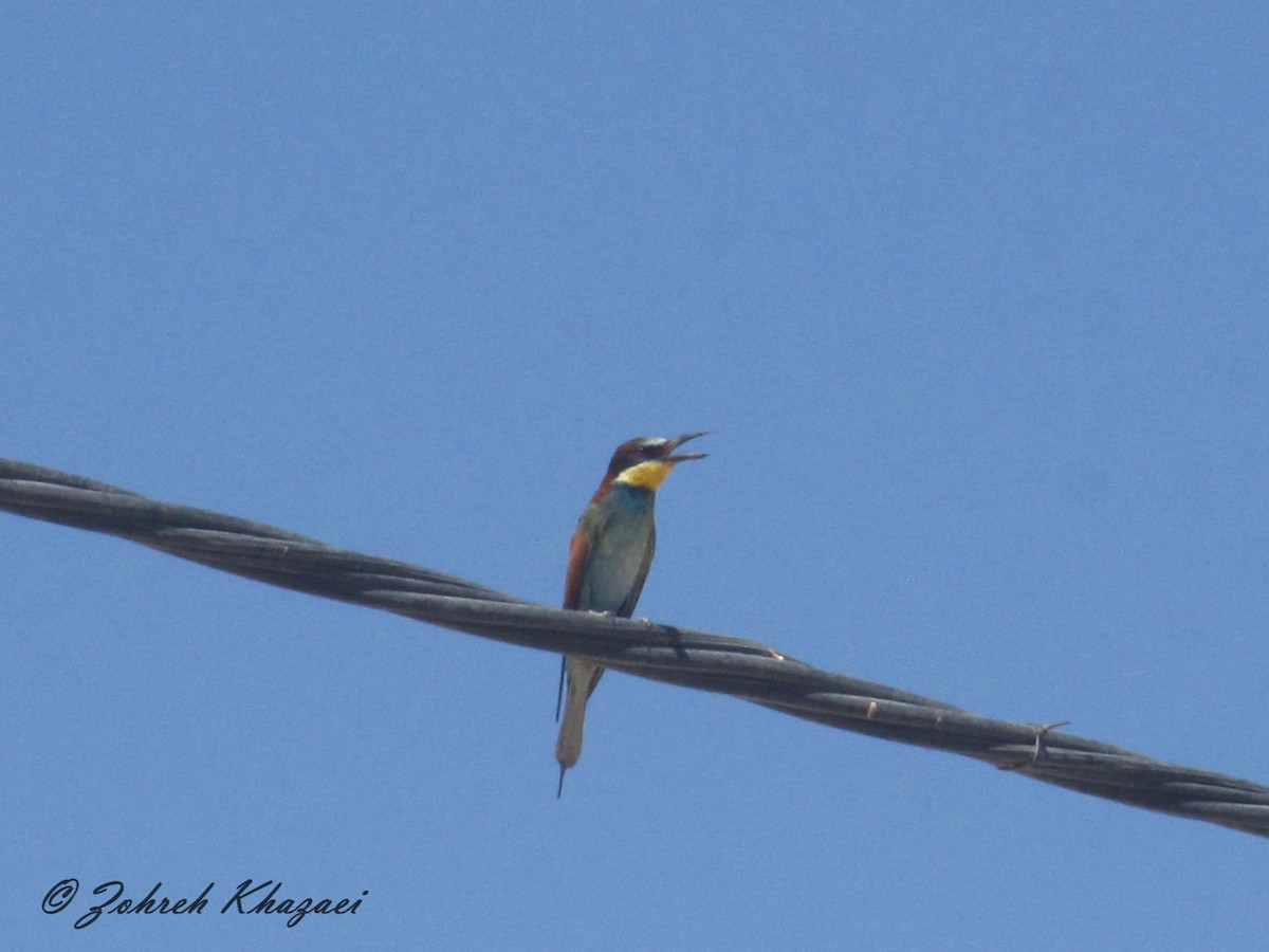 European Bee-eater - ML96221561