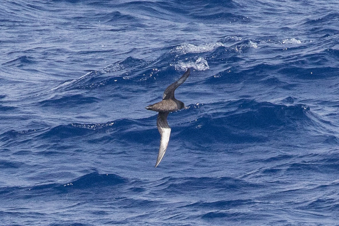 Sooty Shearwater - Eric VanderWerf