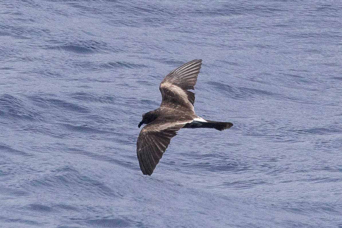 Leach's Storm-Petrel - ML96222311