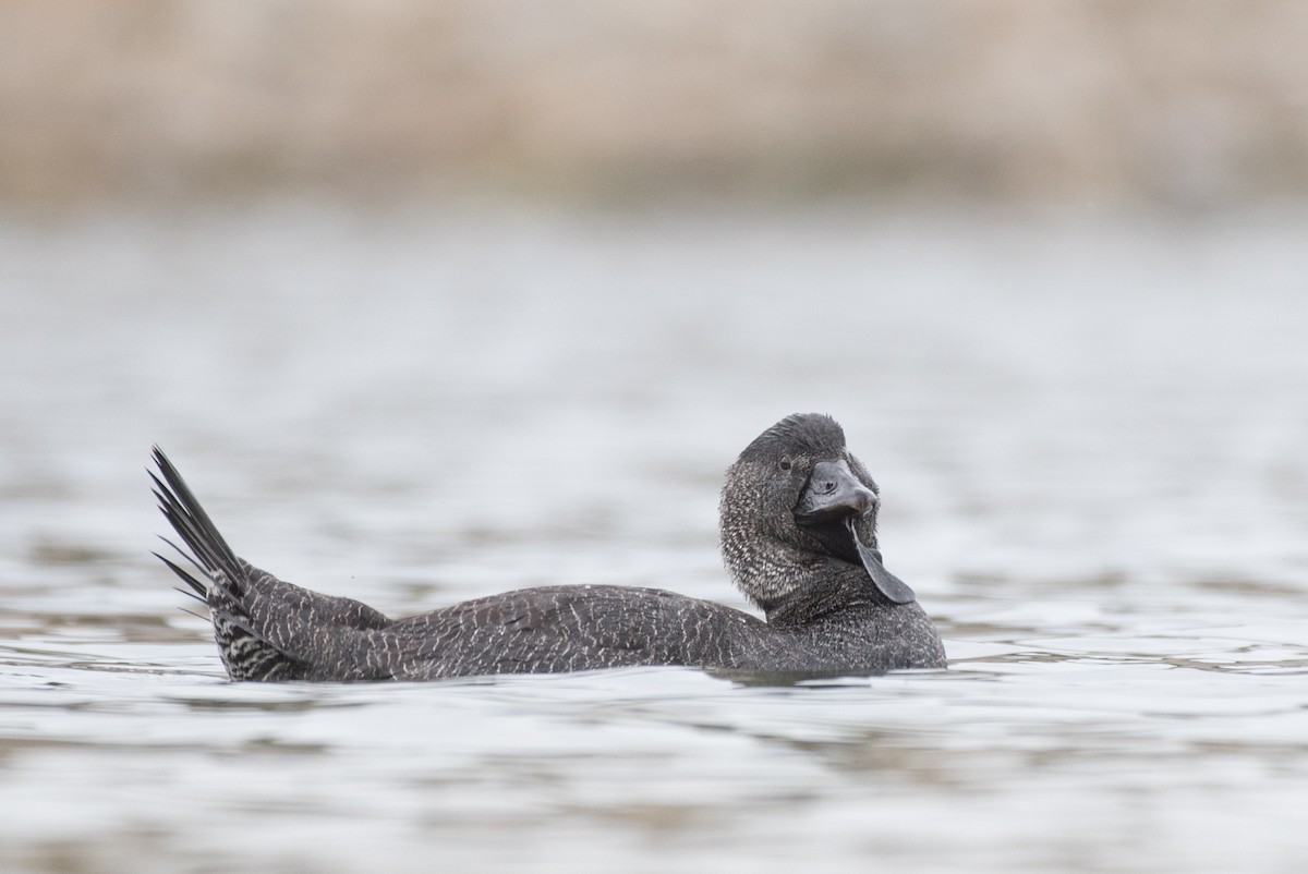 Musk Duck - ML96222691