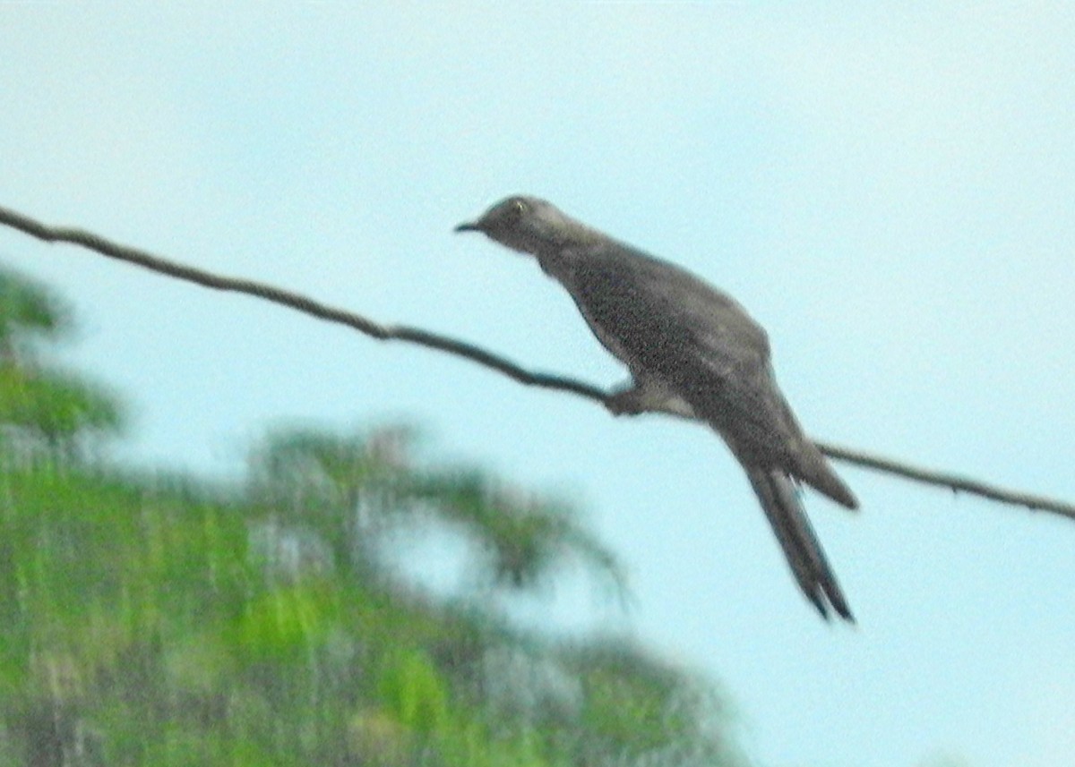 Oriental Cuckoo - ML96222701