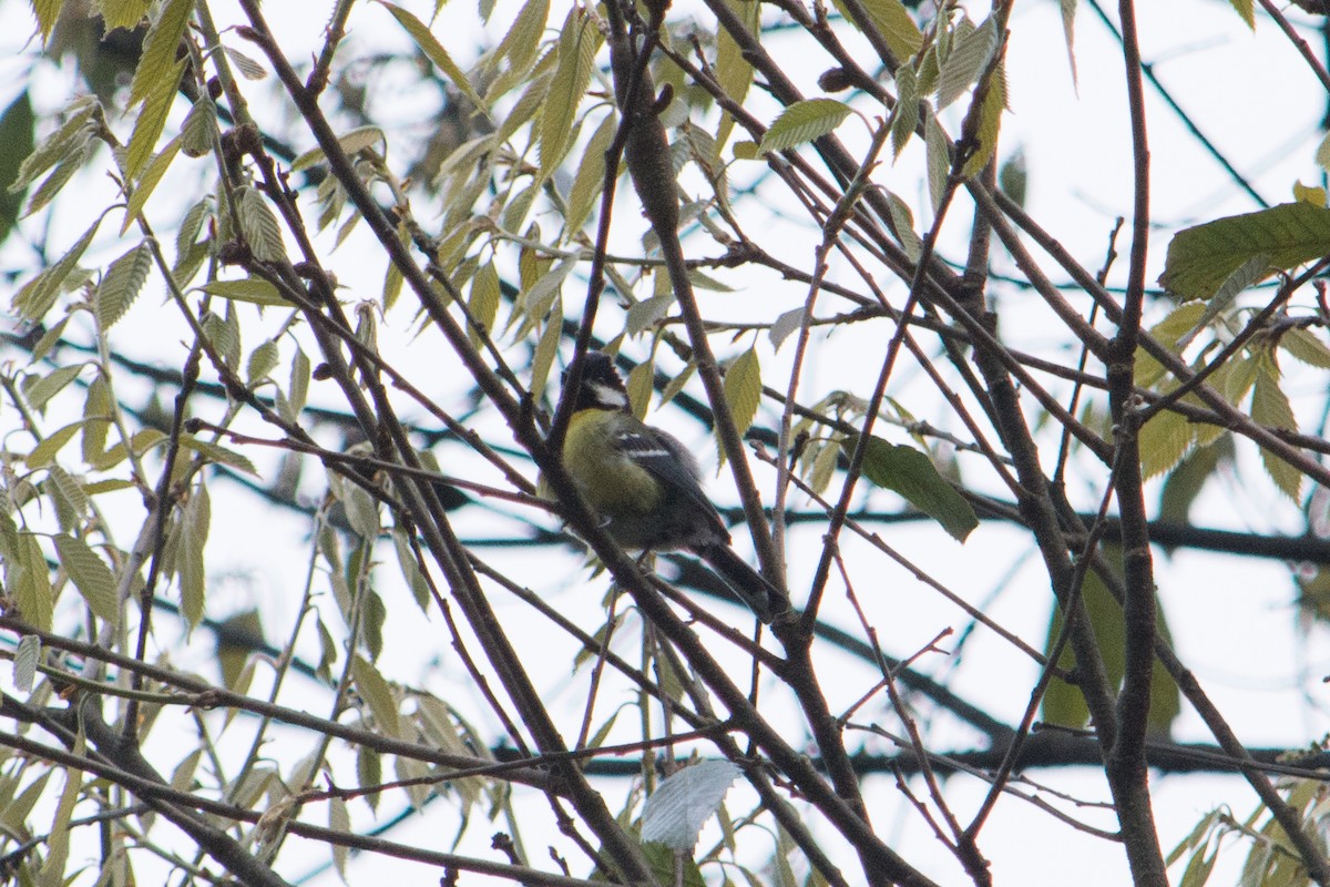 Green-backed Tit - Shaurya Rahul Narlanka