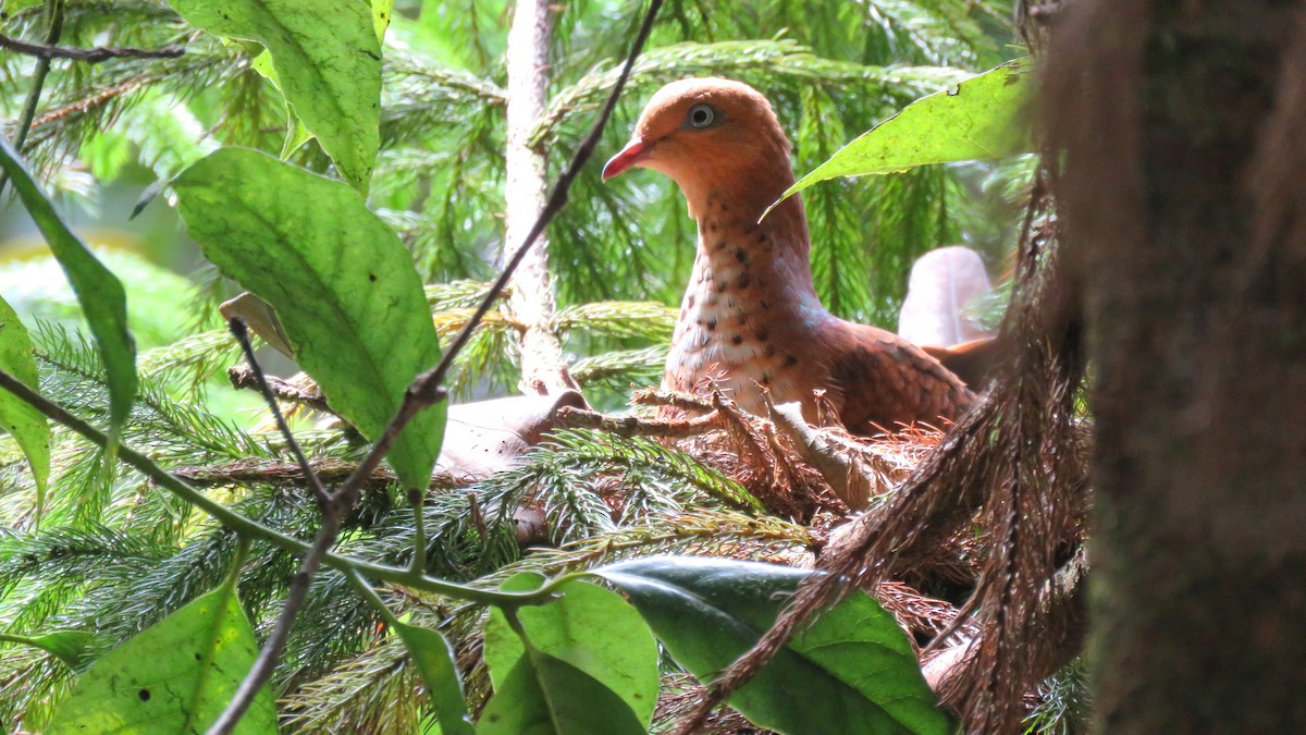 Little Cuckoo-Dove - ML96224541