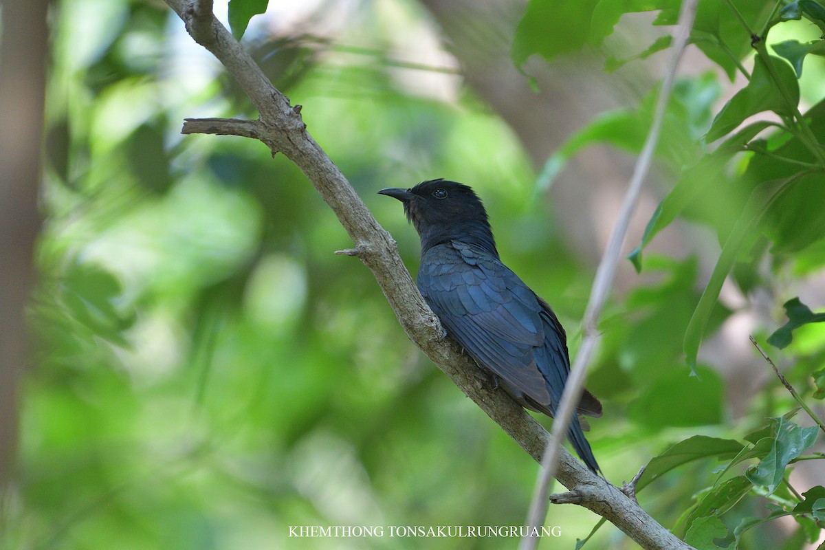 Square-tailed Drongo-Cuckoo - ML96226201
