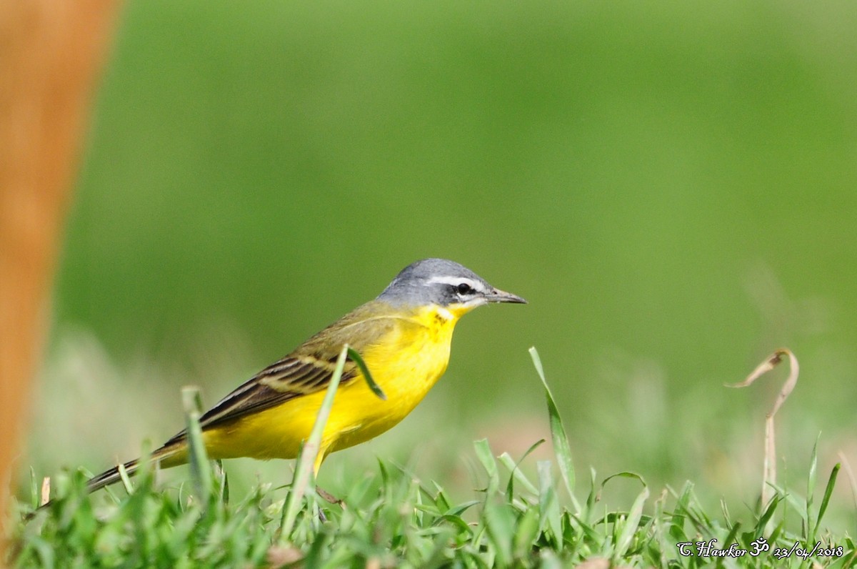 Western Yellow Wagtail (flava) - ML96226731