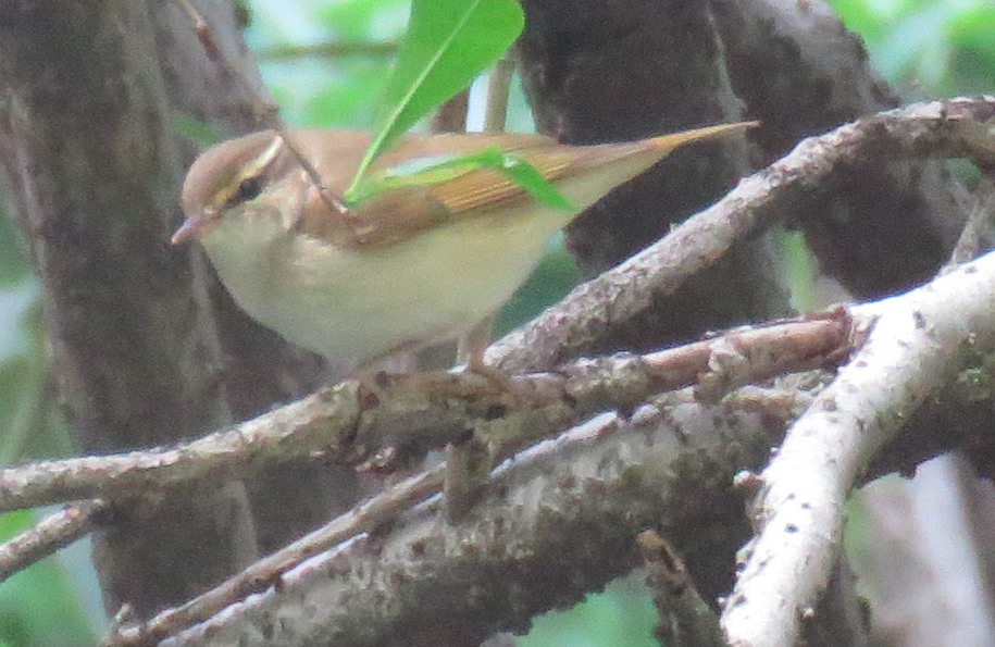 Pale-legged Leaf Warbler - Paul Hyde