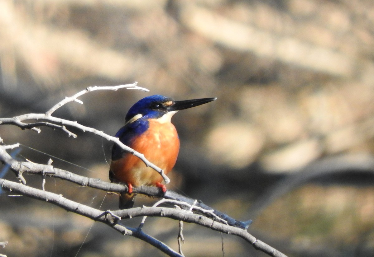 Azure Kingfisher - ML96228451