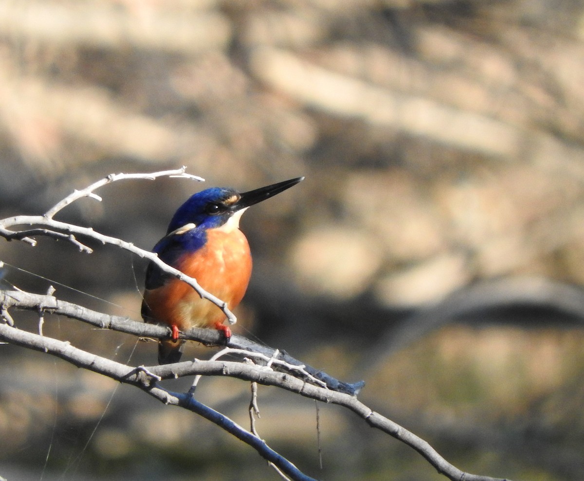 Azure Kingfisher - ML96228461