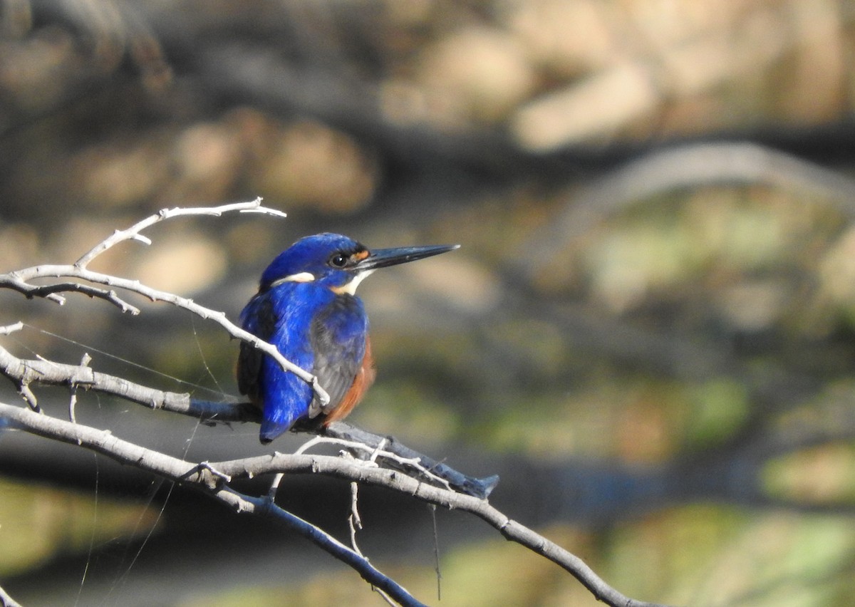 Azure Kingfisher - ML96228471