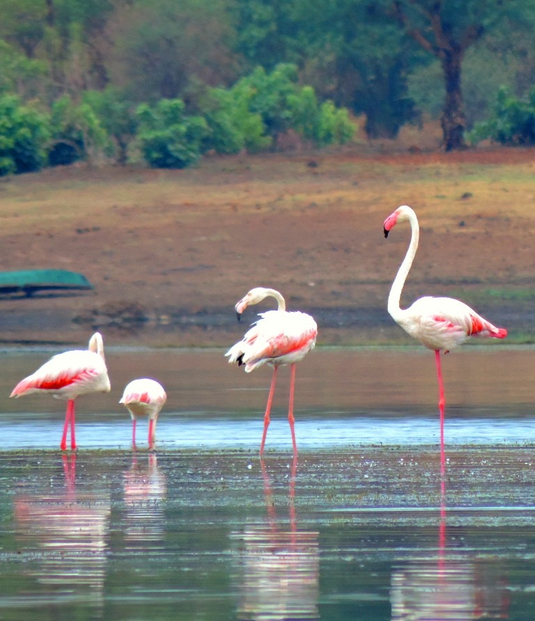 Greater Flamingo - ML96228991