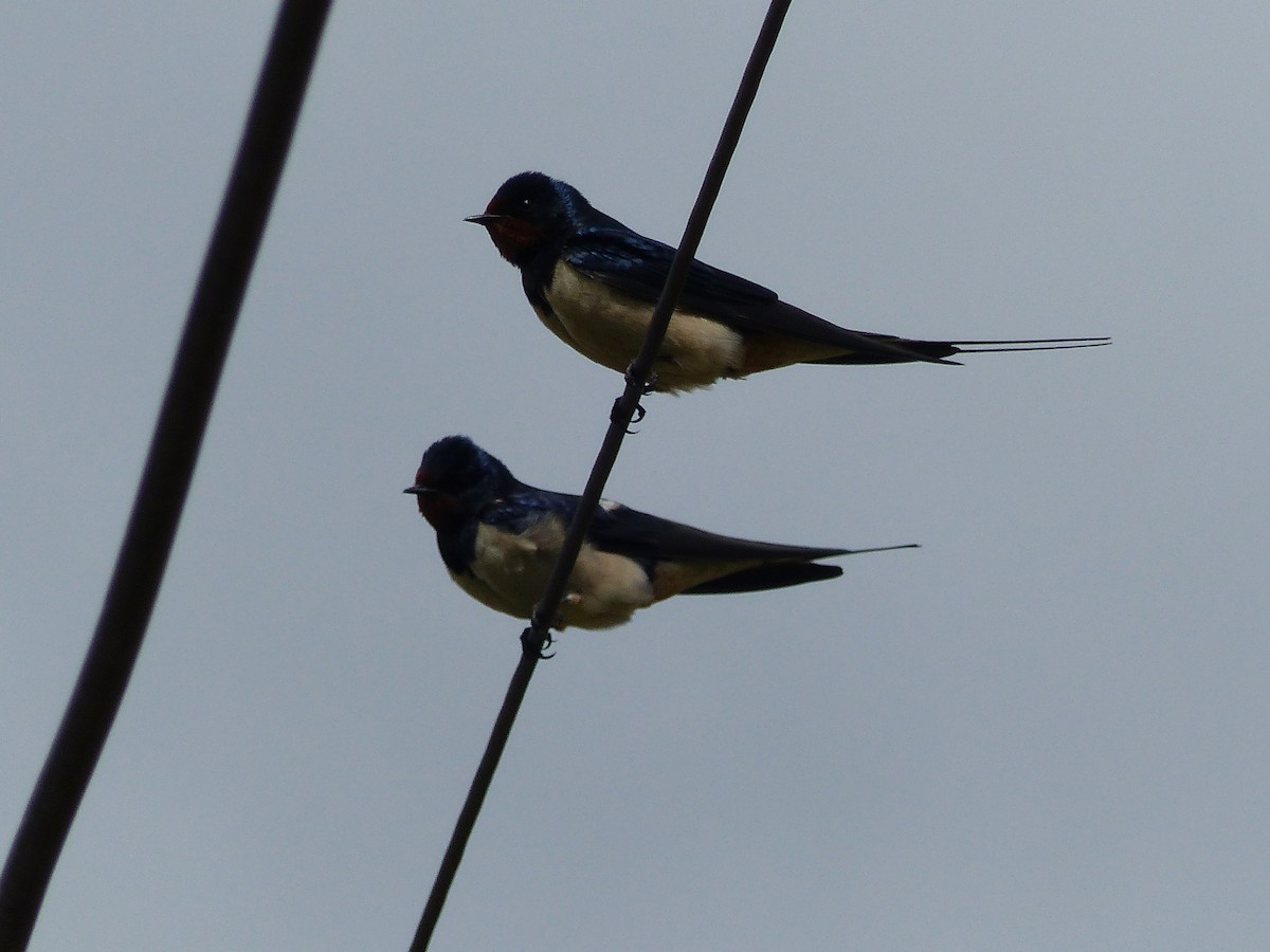 Barn Swallow - ML96230011