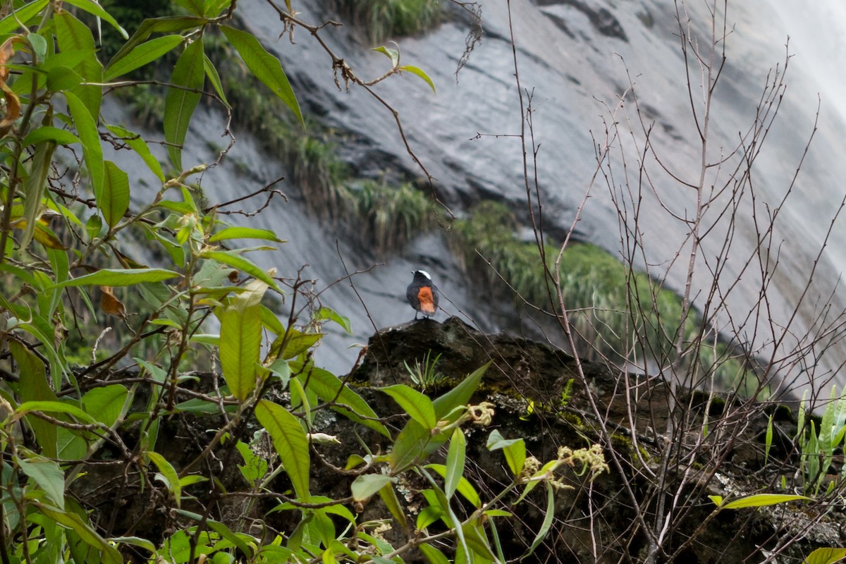 White-capped Redstart - ML96230331