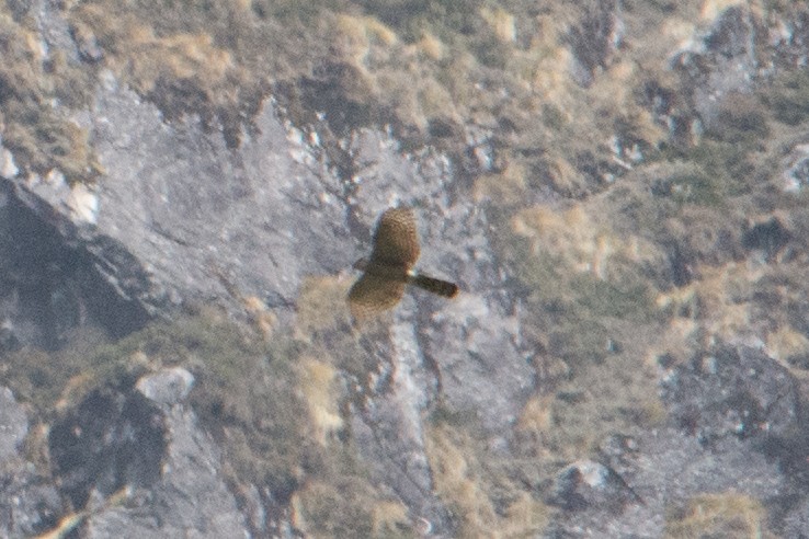 Eurasian Sparrowhawk - Shaurya Rahul Narlanka