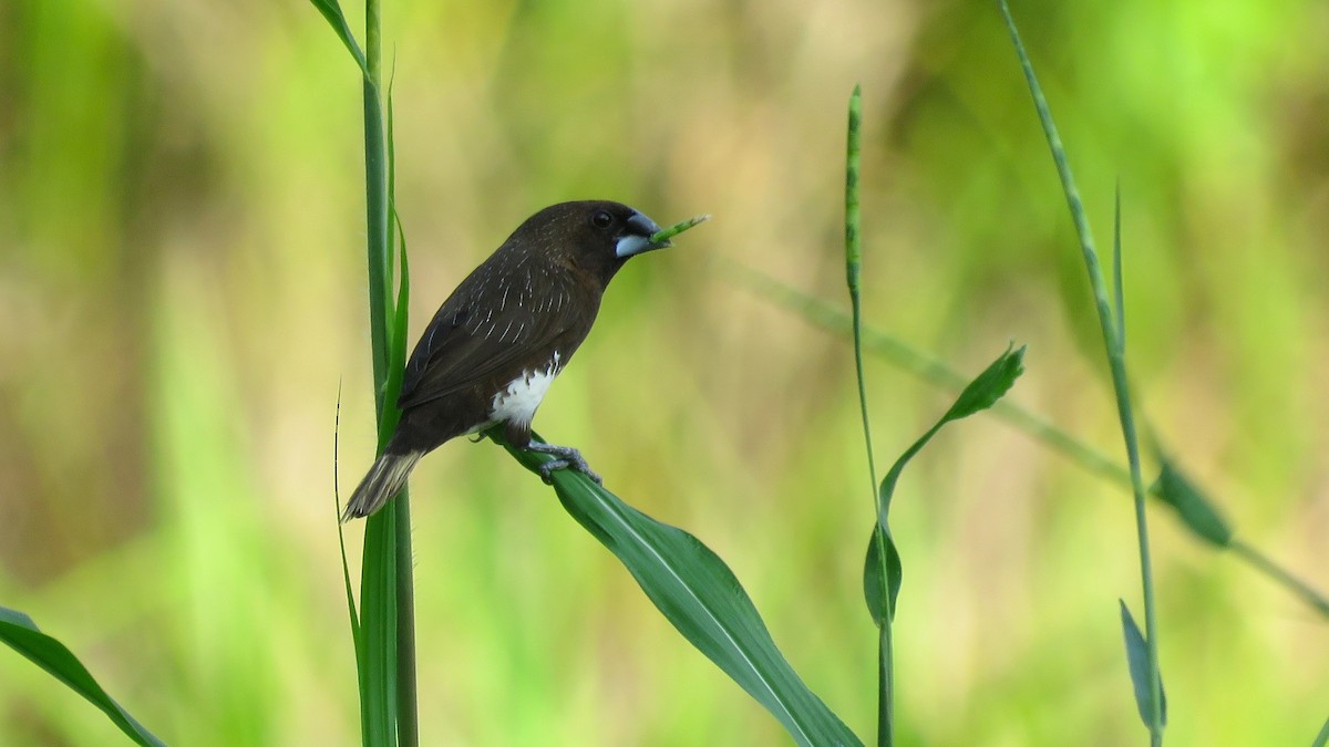 White-bellied Munia - Tim Forrester